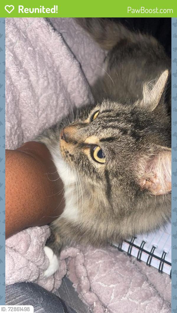 Reunited Female Cat last seen N 49th street and angle road intersection , Fort Pierce, FL 34947