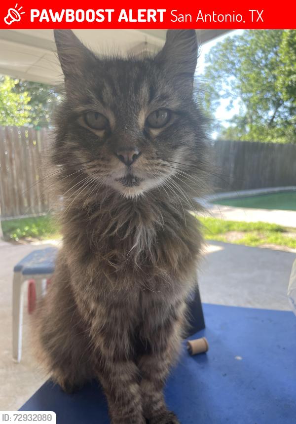 Lost Male Cat last seen Fratt Road, San Antonio, TX 78218