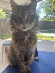 Lost Male Cat last seen Fratt Road, San Antonio, TX 78218