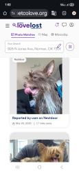 Lost Female Dog last seen Near North jones Ave , Norman, OK 73069