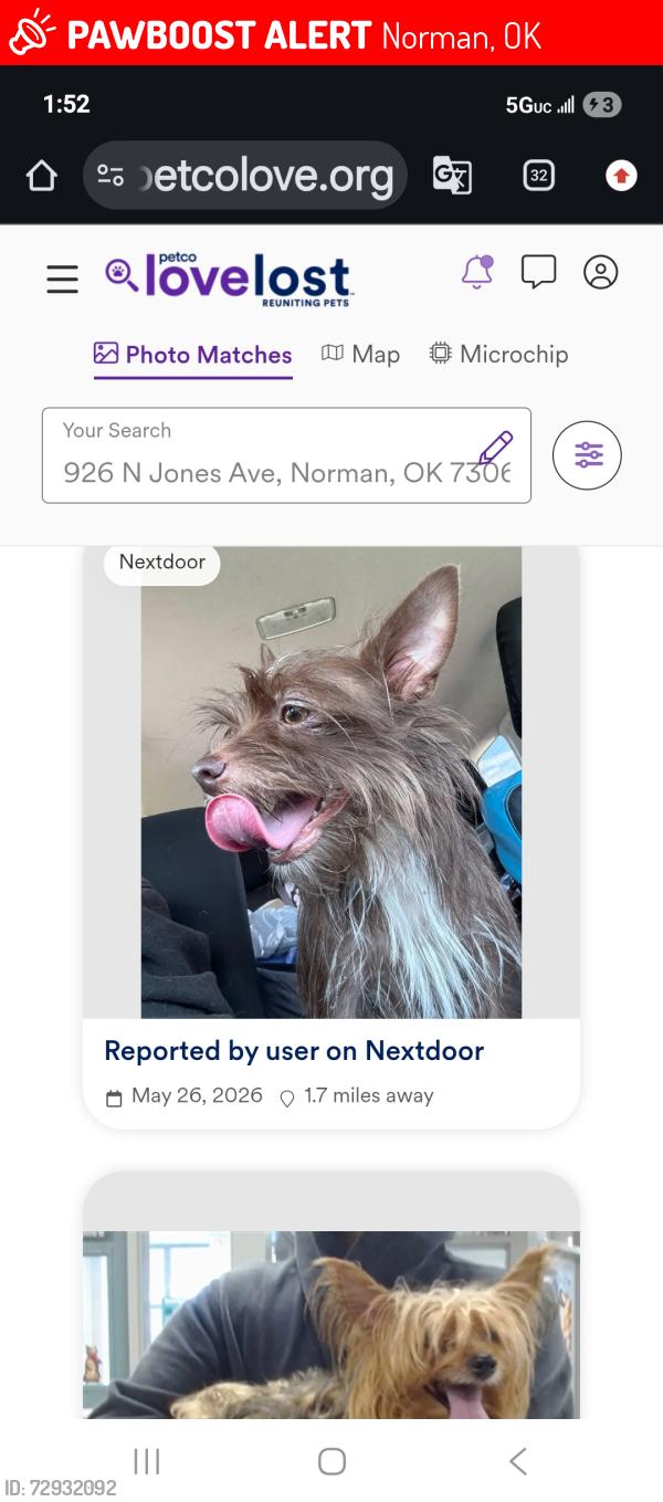Lost Female Dog last seen Near North jones Ave , Norman, OK 73069