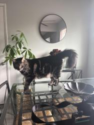 Reunited Male Cat last seen campbell ave and Bucknall rd, Campbell, CA 95008