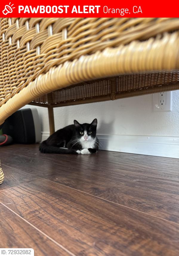 Lost Male Cat last seen Santa Ana Cyn, Orange, CA 92865