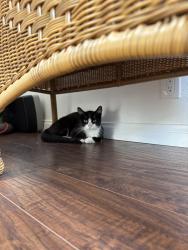 Lost Male Cat last seen Santa Ana Cyn, Orange, CA 92865