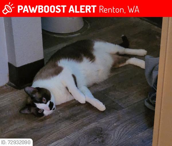 Lost Male Cat last seen Regency woods apmts, Renton, WA 98055