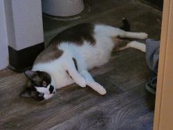 Lost Male Cat last seen Regency woods apmts, Renton, WA 98055