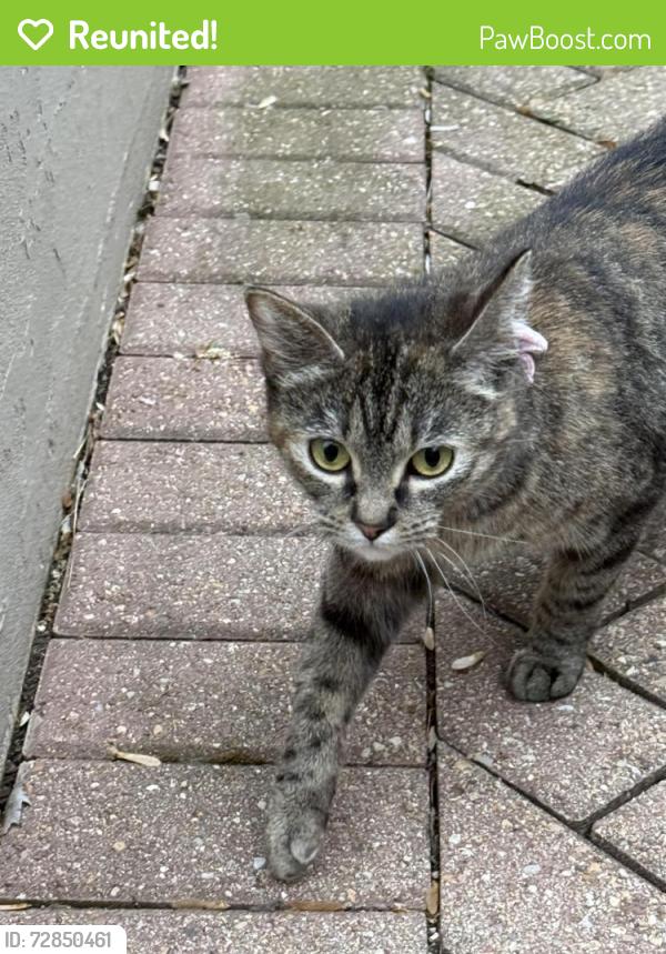 Reunited Female Cat last seen Liberty and Summit near Lords Park, Elgin, IL 60120