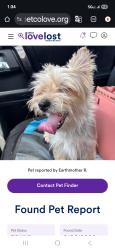 Reunited Female Dog last seen Near North jones Ave , Norman, OK 73069
