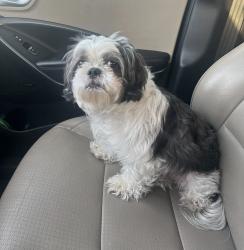 Lost Male Dog last seen Mesa and Fargo St, Odessa, TX 79761