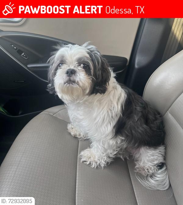 Lost Male Dog last seen Mesa and Fargo St, Odessa, TX 79761