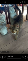 Lost Female Cat last seen Castle Glen Court, Muskego, WI 53150