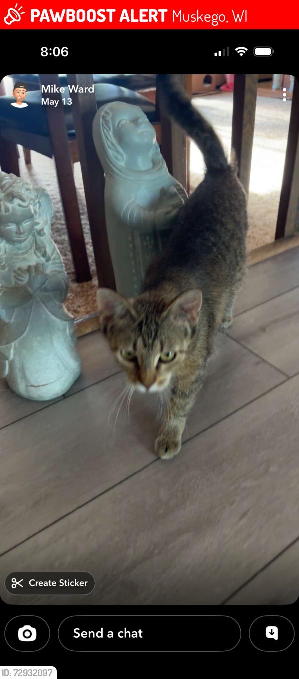 Lost Female Cat last seen Castle Glen Court, Muskego, WI 53150
