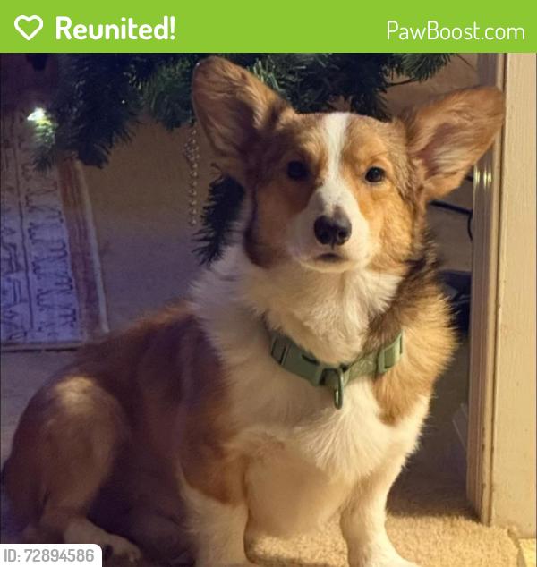 Reunited Male Dog last seen Taft St, Grant St, S Pierce St, Eden, NC 27288