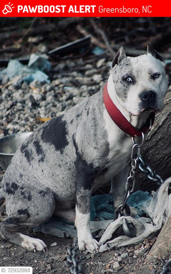 Lost Male Dog last seen Near e washington st , Greensboro, NC 27401