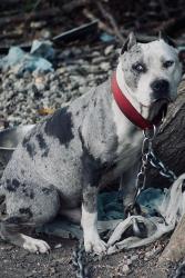 Lost Male Dog last seen Near e washington st , Greensboro, NC 27401