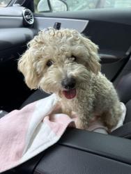Reunited Female Dog last seen Leon and Wickerd , Winchester, CA 92596