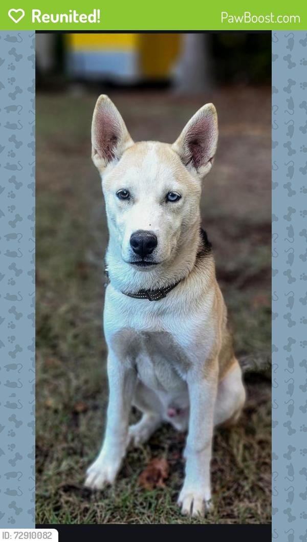 Reunited Male Dog last seen Pate rd, Loganville, GA 30052