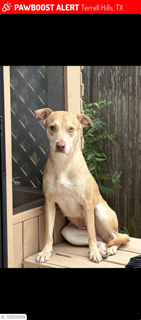 Lost Female Dog last seen Panda Inn, Terrell Hills, TX 78209