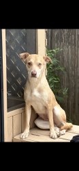 Lost Female Dog last seen Panda Inn, Terrell Hills, TX 78209