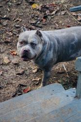 Lost Male Dog last seen Near e washington st , Greensboro, NC 27401