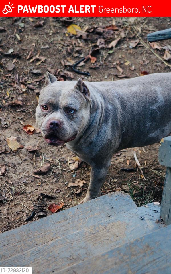 Lost Male Dog last seen Near e washington st , Greensboro, NC 27401