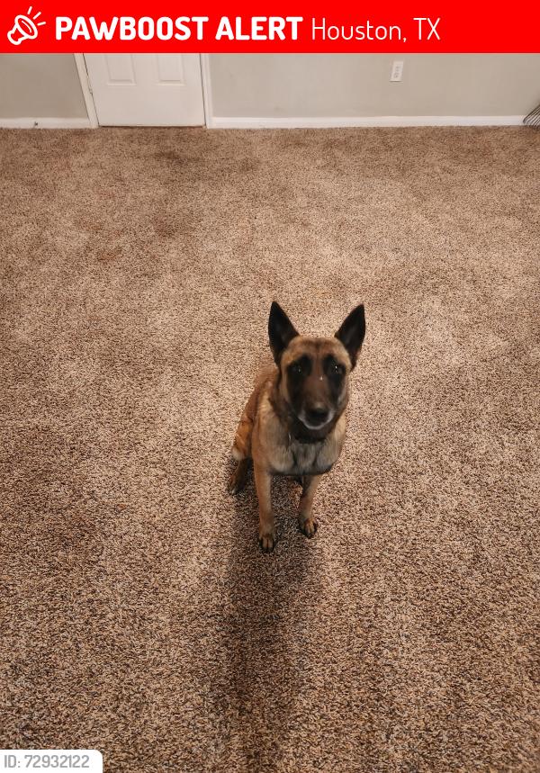 Lost Female Dog last seen Near Woodpecker street, Houston, TX 77035