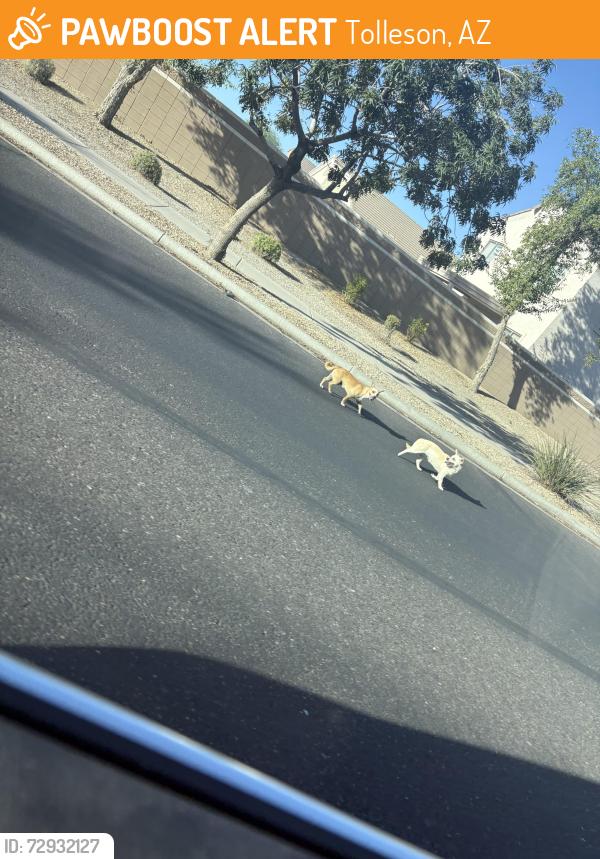 Found/Stray Unknown Dog last seen Near w cordes rd, Tolleson , Tolleson, AZ 85353