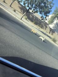 Found/Stray Unknown Dog last seen Near w cordes rd, Tolleson , Tolleson, AZ 85353