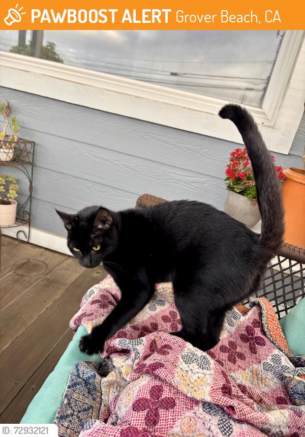 Found/Stray Female Cat last seen 11th and Brighton , Grover Beach, CA 93433