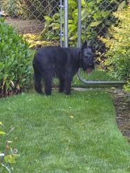 Reunited Unknown Dog last seen Anderson, near St Joe's Catholic Church , Vancouver, WA 98664
