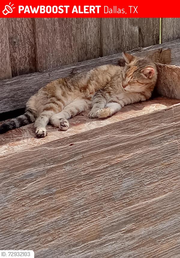 Lost Female Cat last seen Ninth st., Dallas, TX 75211