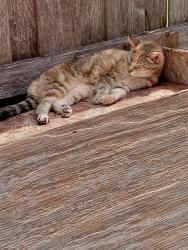 Lost Female Cat last seen Ninth st., Dallas, TX 75211