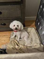 Lost Female Dog last seen 123rd Terr / skyview , Kansas City, MO 64164