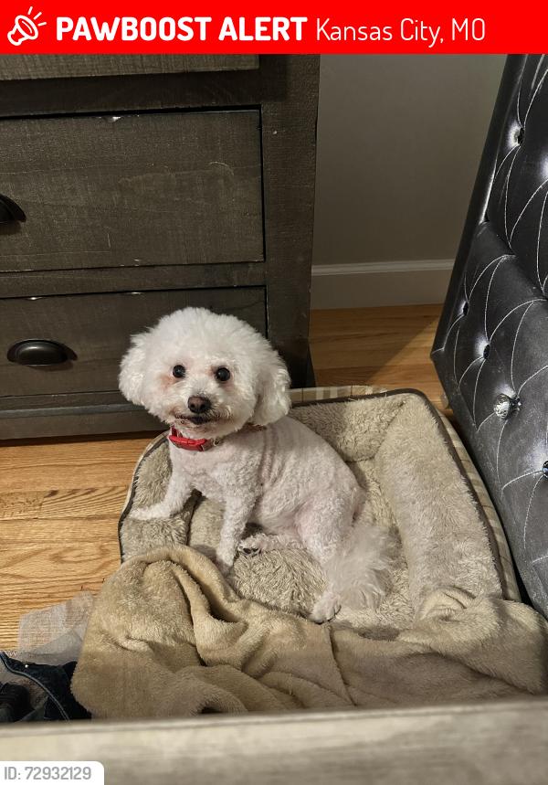 Lost Female Dog last seen 123rd Terr / skyview , Kansas City, MO 64164