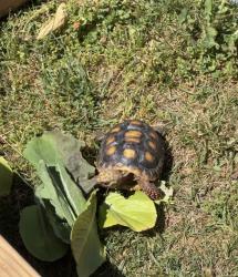 Lost Male Reptile last seen Los Coches Rd., Lakeside, CA 92040