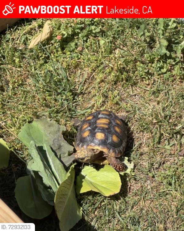 Lost Male Reptile last seen Los Coches Rd., Lakeside, CA 92040