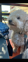 Reunited Male Dog last seen Springwell and FM 544 near Dutch Bros, Wylie, TX 75098