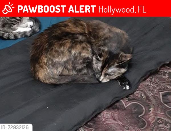 Lost Female Cat last seen 23rd and Liberty St, Hollywood, FL 33020