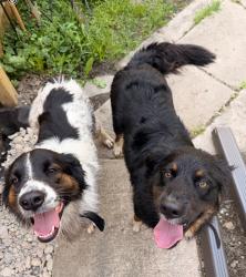 Found/Stray Female Dog last seen Van Dyke and Charlevoix , Detroit, MI 48214