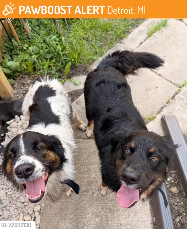Found/Stray Female Dog last seen Van Dyke and Charlevoix , Detroit, MI 48214