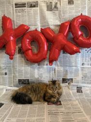 Lost Female Cat last seen Close to Edgewood Schools, Bloomington, IN 47404