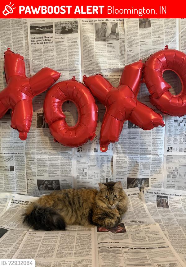 Lost Female Cat last seen Close to Edgewood Schools, Bloomington, IN 47404