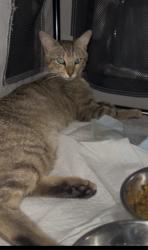Found/Stray Male Cat last seen Near , Fort Lauderdale, FL 33305