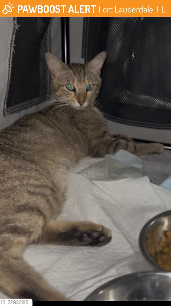 Found/Stray Male Cat last seen Near , Fort Lauderdale, FL 33305