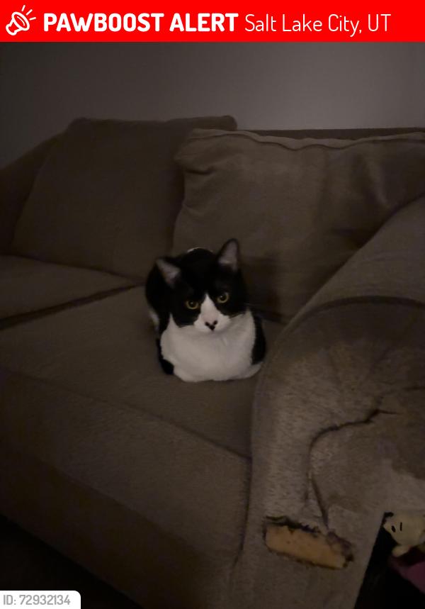 Lost Male Cat last seen Ballpark, Salt Lake City, UT 84115