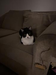 Lost Male Cat last seen Ballpark, Salt Lake City, UT 84115