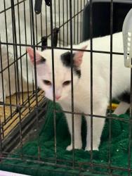 Shelter Stray Female Cat last seen Lyndora Road, VIRGINIA BEACH, VA, 23464, Virginia Beach, VA 23451
