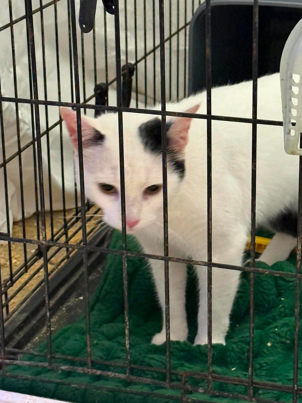 Shelter Stray Female Cat last seen Lyndora Road, VIRGINIA BEACH, VA, 23464, Virginia Beach, VA 23451
