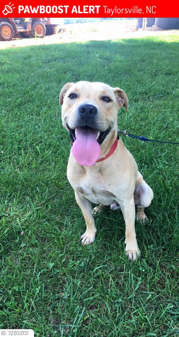 Lost Male Dog last seen Church road, Taylorsville, NC 28681