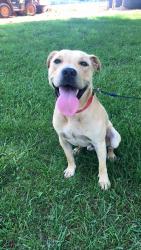 Lost Male Dog last seen Church road, Taylorsville, NC 28681